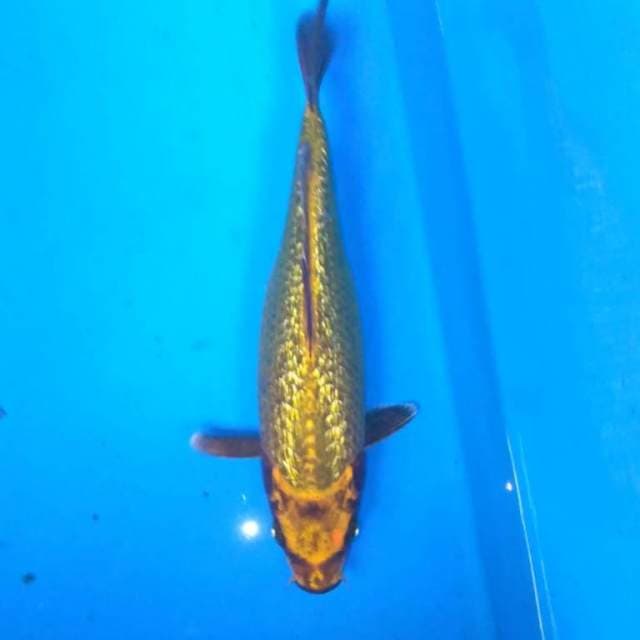Gold mukashi ginrin
