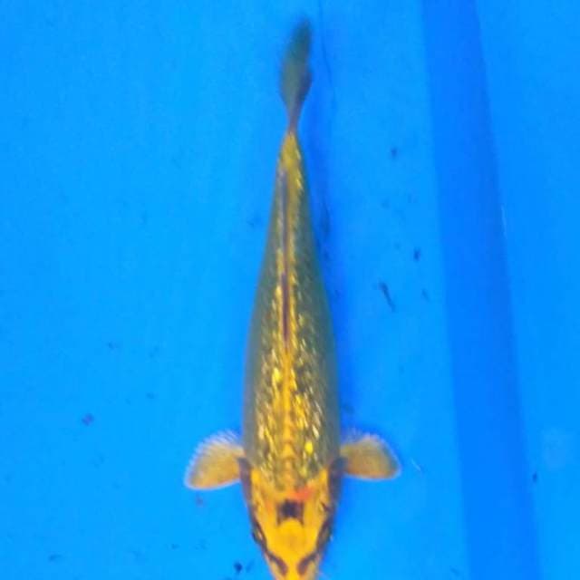 Gold mukashi ginrin