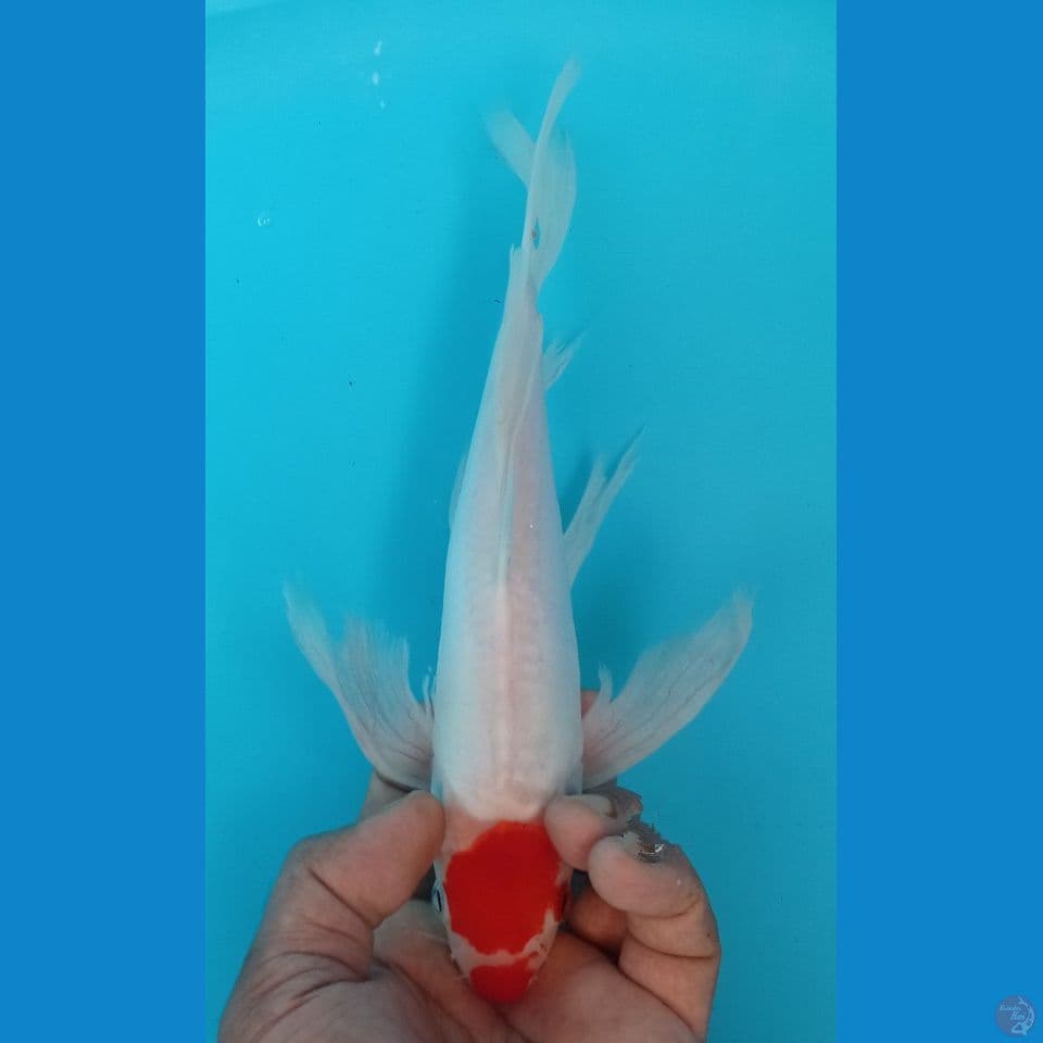 TANCO KOHAKU 30