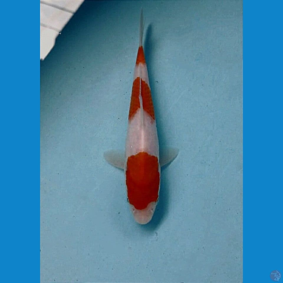 kohaku, 16 cm