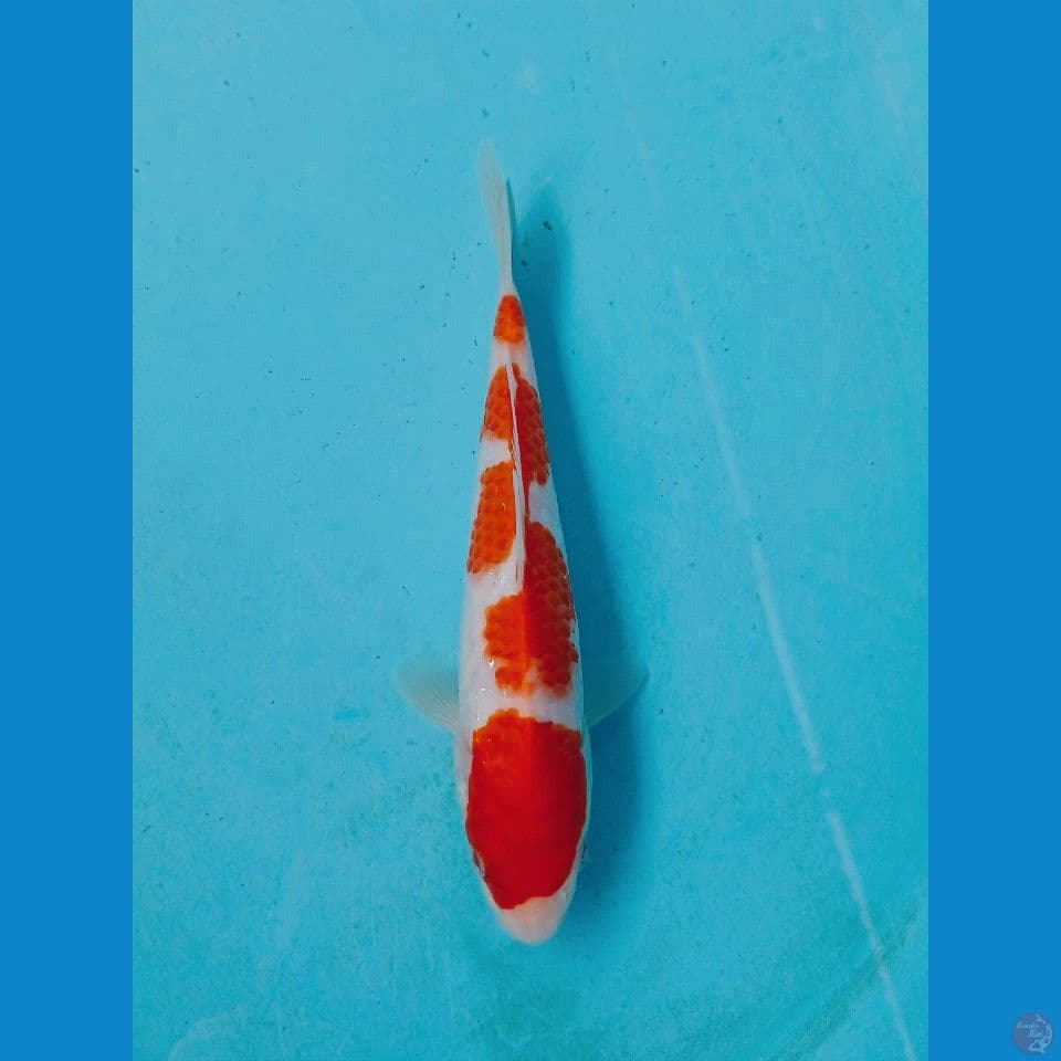 kohaku, 19 cm