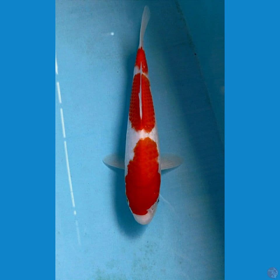 kohaku, 25 cm