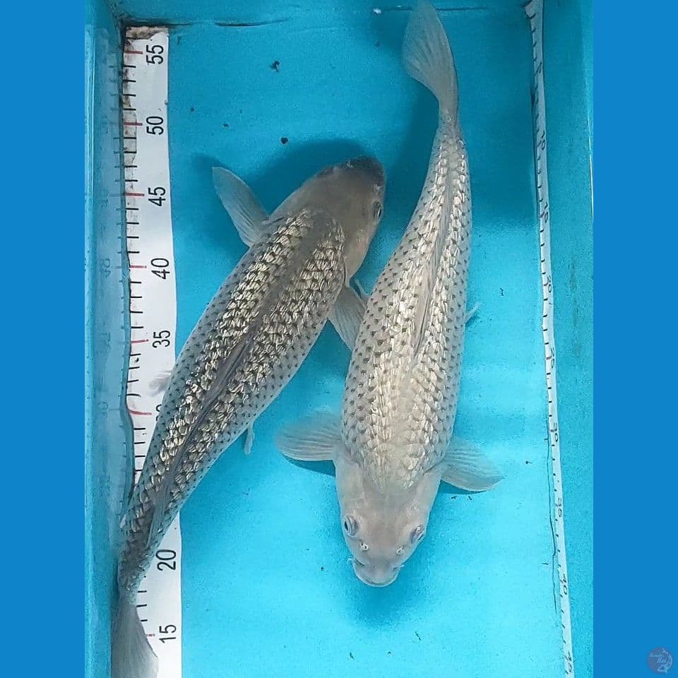Soragoi Ginrin 39&42cm