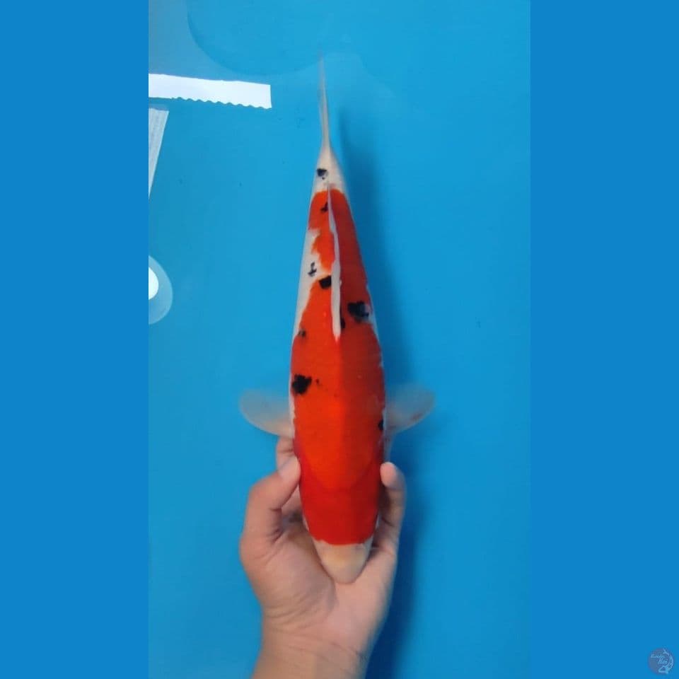 SANKE ~37CM FEMALE~