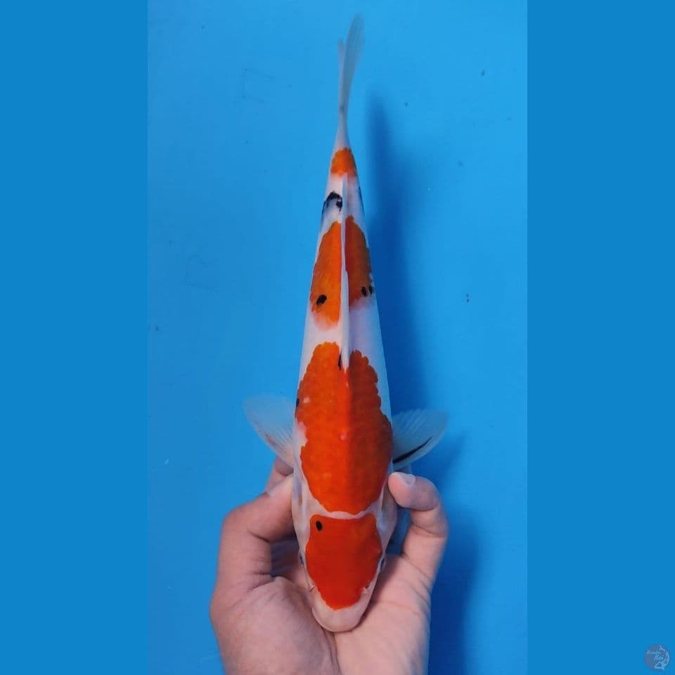 MARUTEN SANKE~27CM FEMALE~