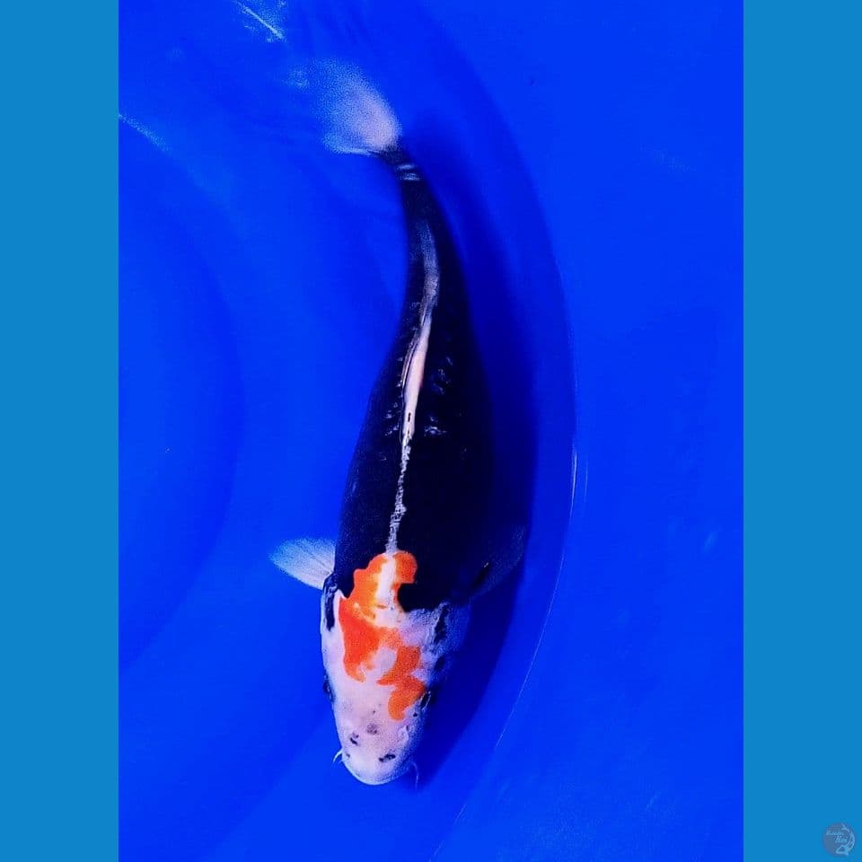 37 cm benikumon