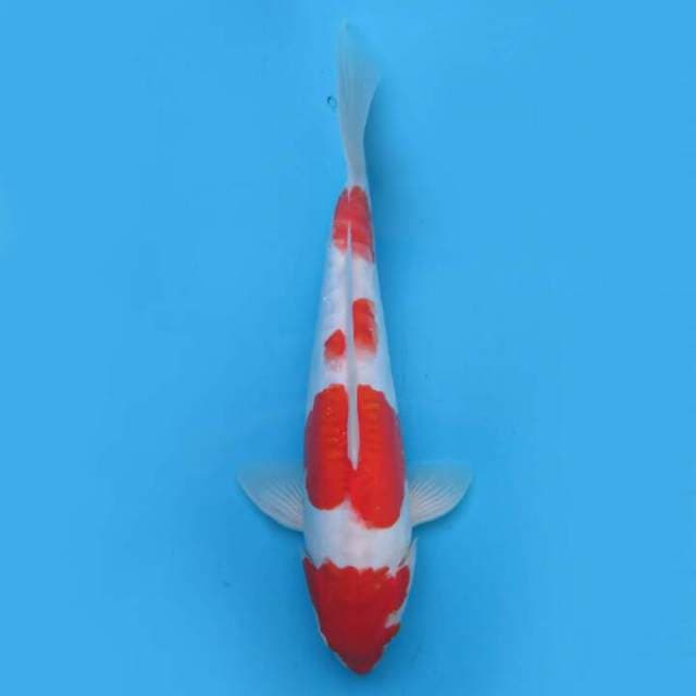 Kohaku yondan 33cm