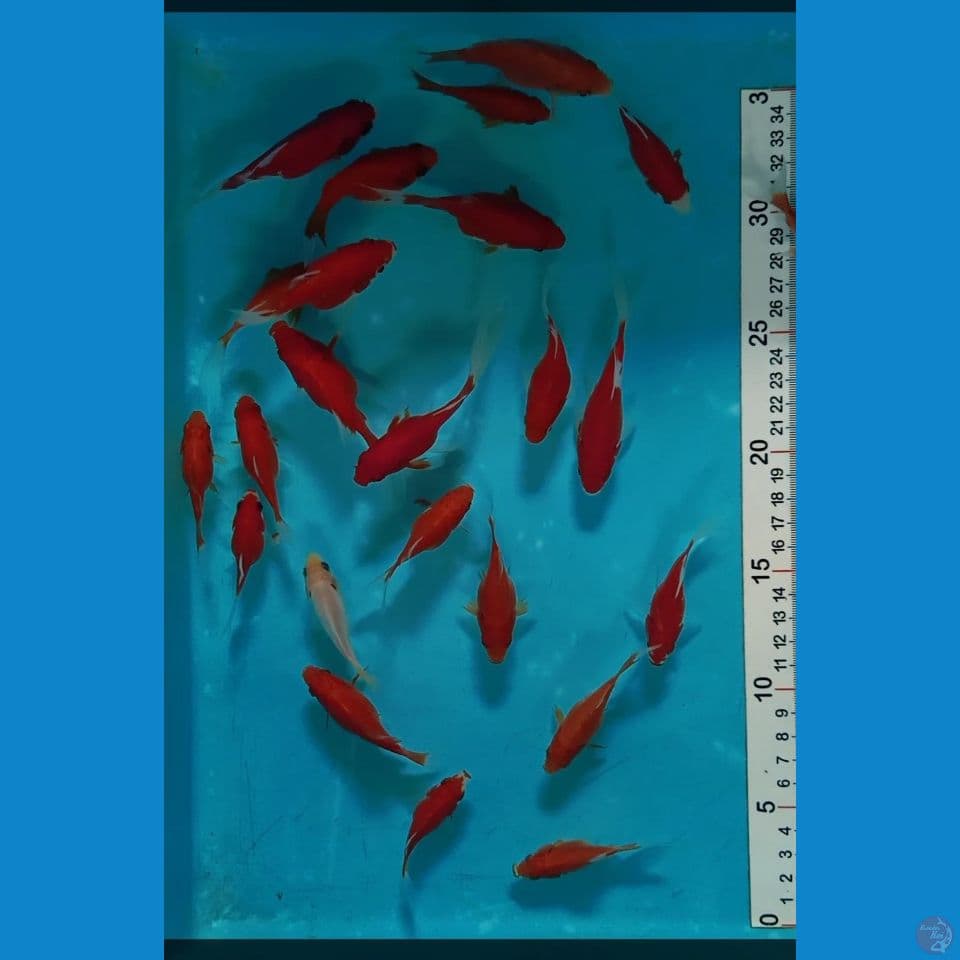Tamasaba 25 ekor 6 8 cm