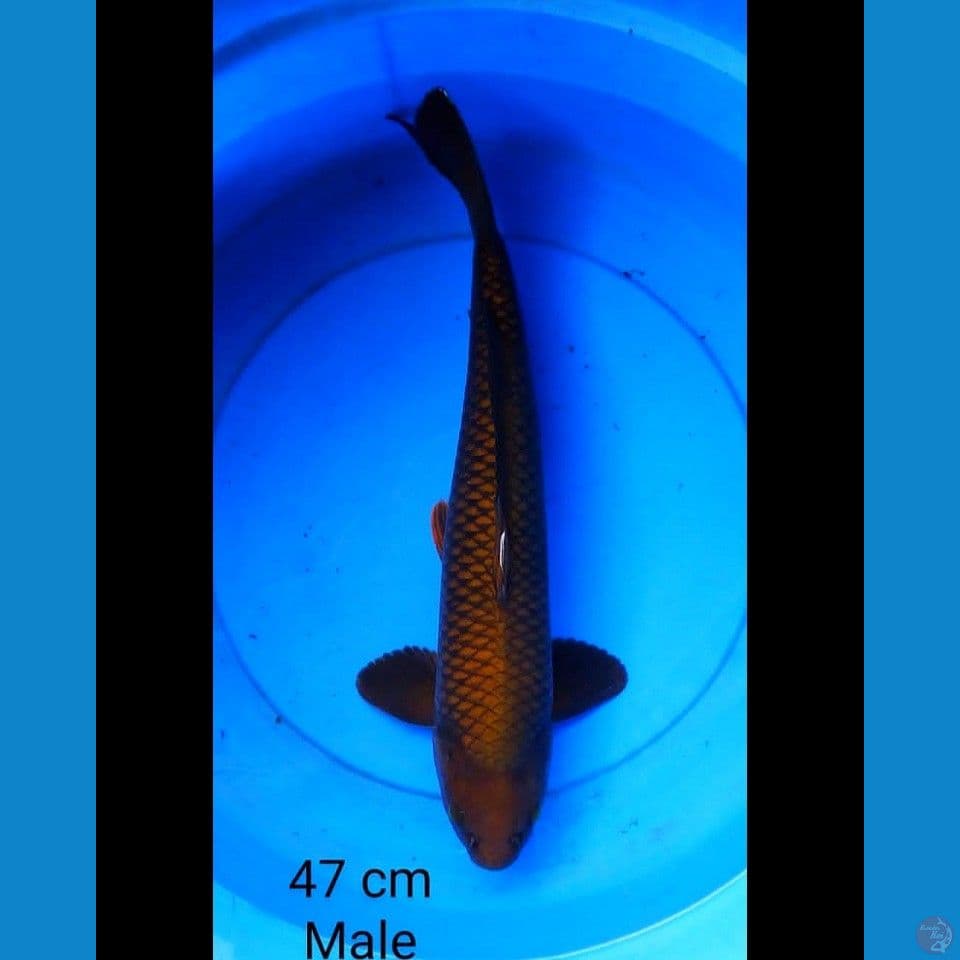 Chagoi male 47 cm jumbo ring rapi
