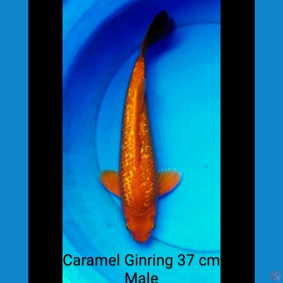 Karamel ginrin rata male 37 cm