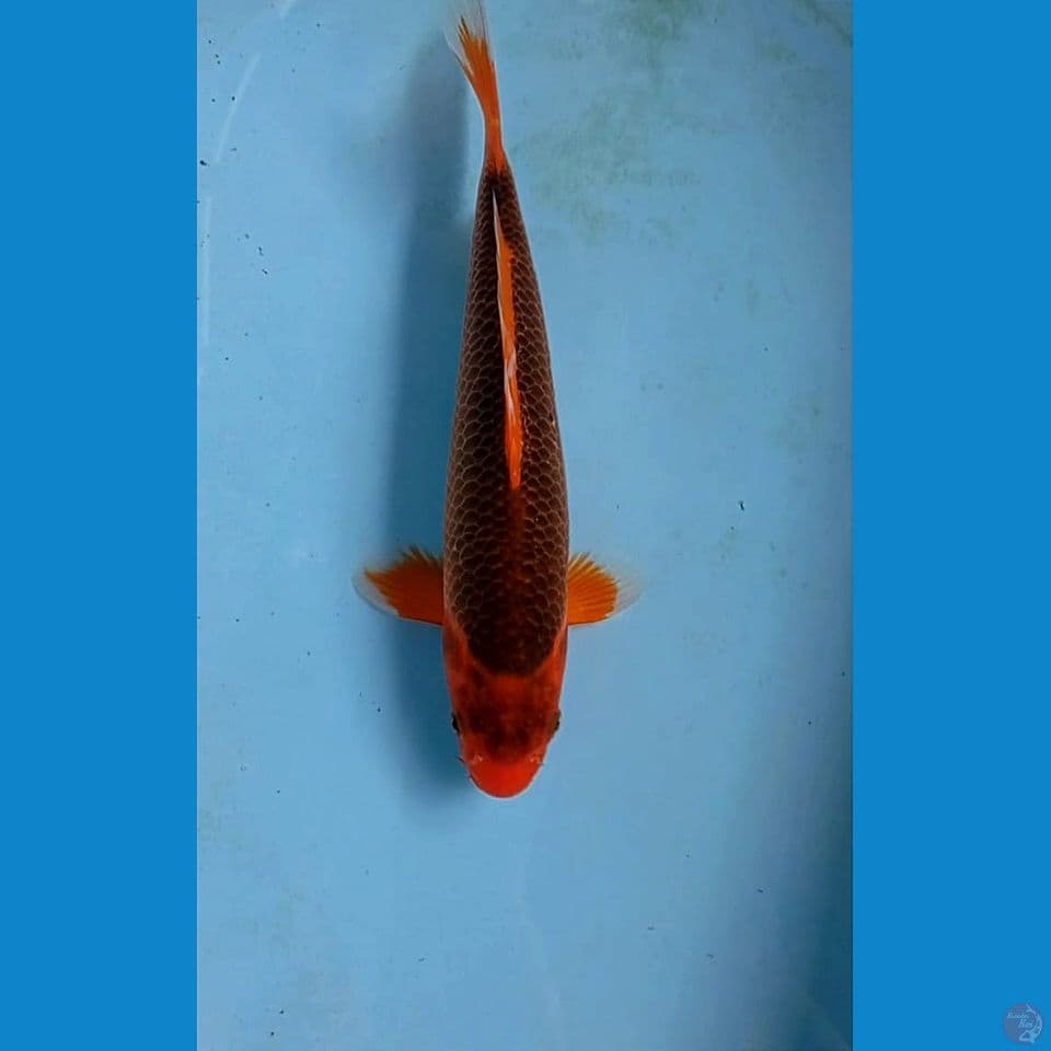 aka madsuba, 28 cm