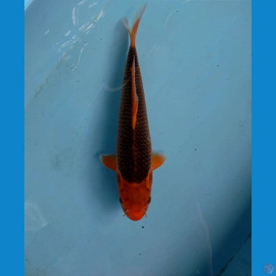 akamadsuba, 28 cm