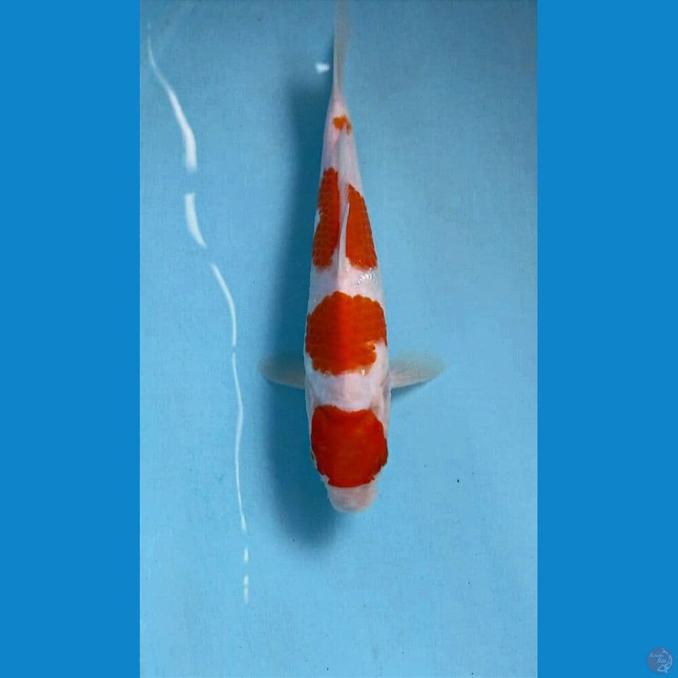 kohaku, 21 cm