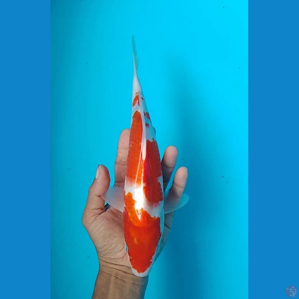 Ai goromo size : 27 cm