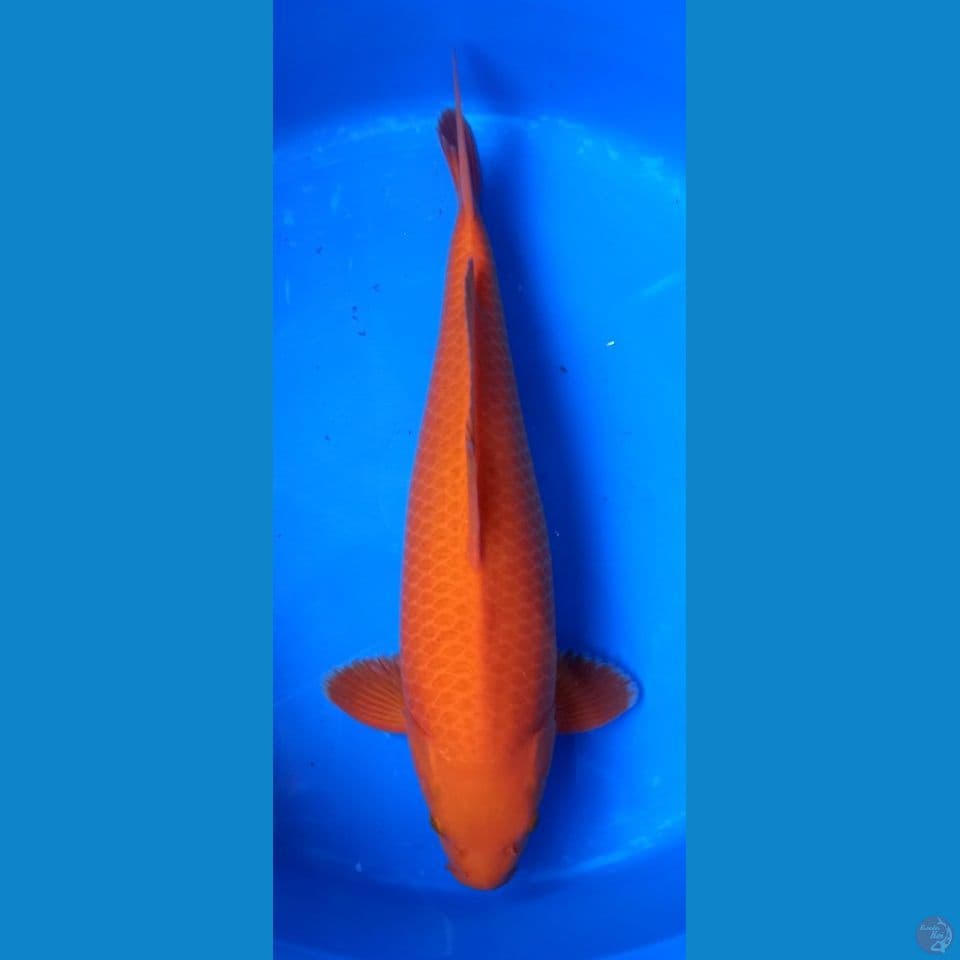 RED KARASHI BULKY 47CM MALE