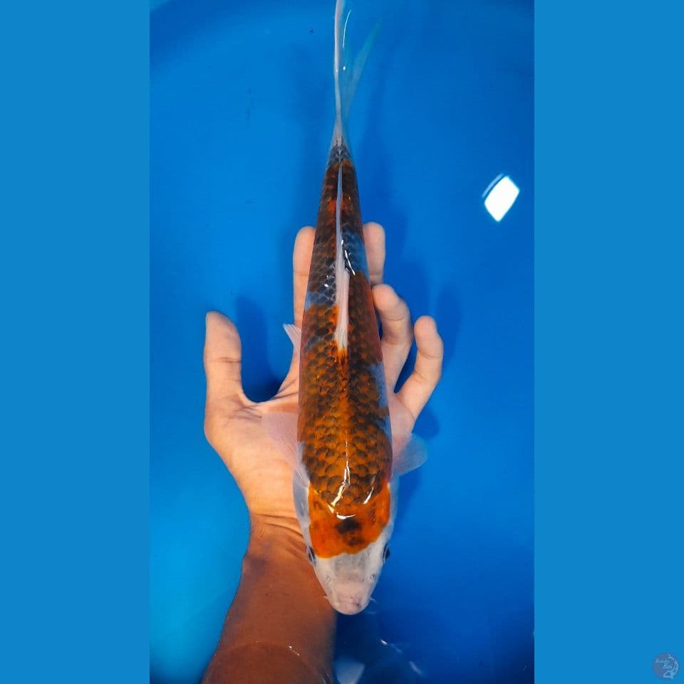 ANTIKAN 30CM