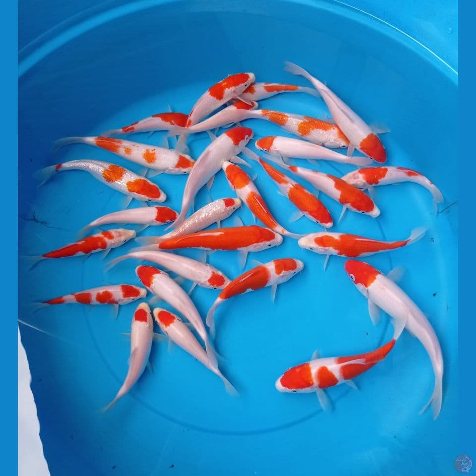 Paket kohaku 15-22 cm 27 ekor