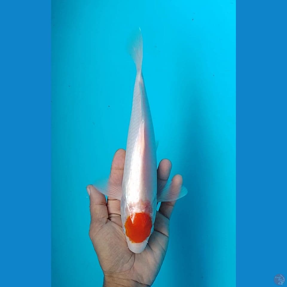 tc kohaku size : 28 cm