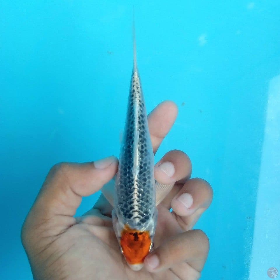 TANCHO KUJAKU STRONG 15CM