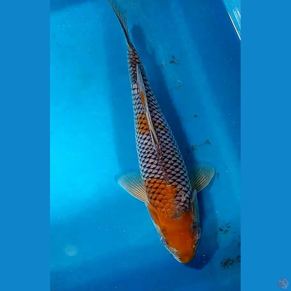 37 cm ochiba sigure