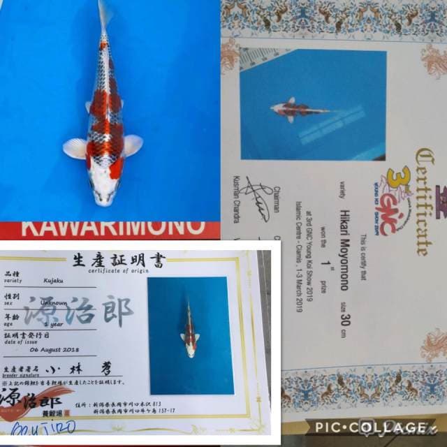 kujaku juara 1 dan import serty 30bu