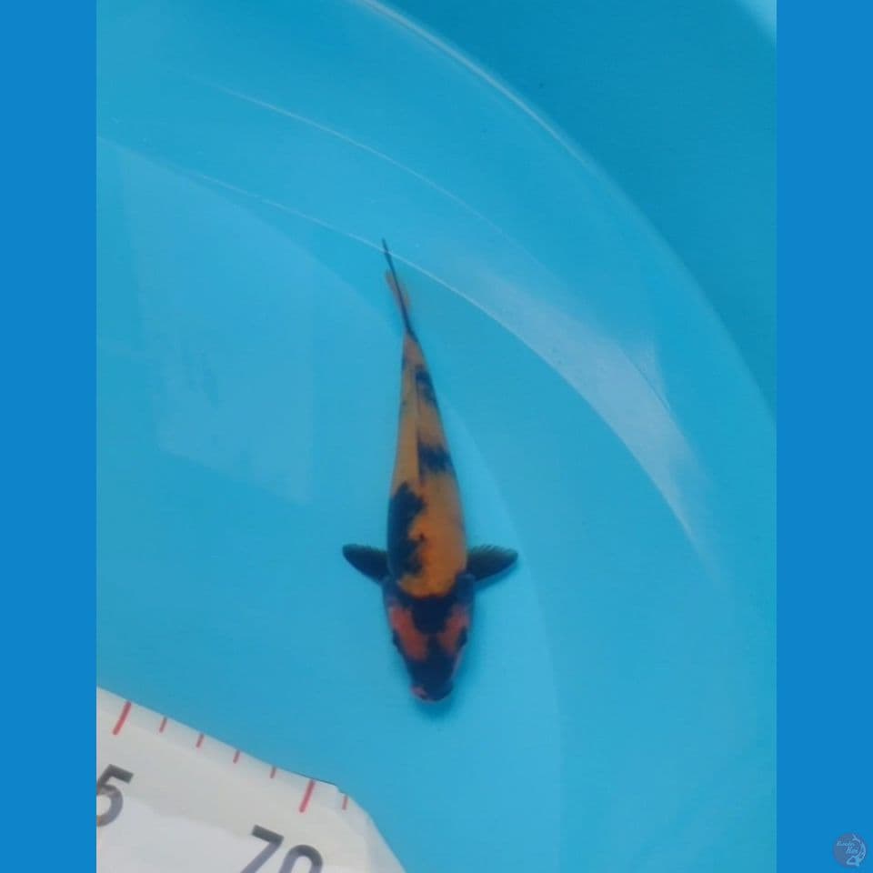 Hi-Utsuri SQ 14cm™