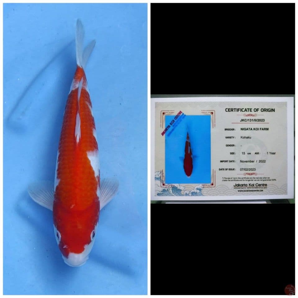 Nigata Kohaku