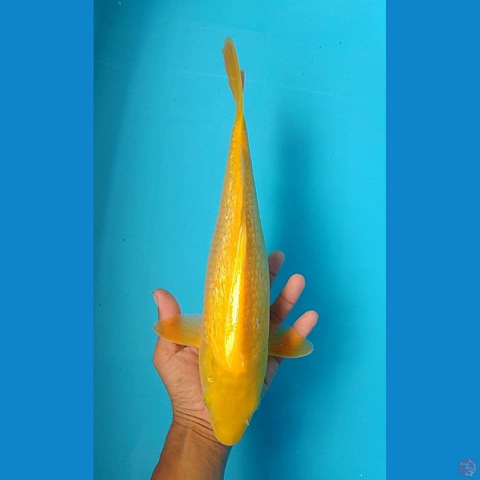 karashi size : 35 cm
