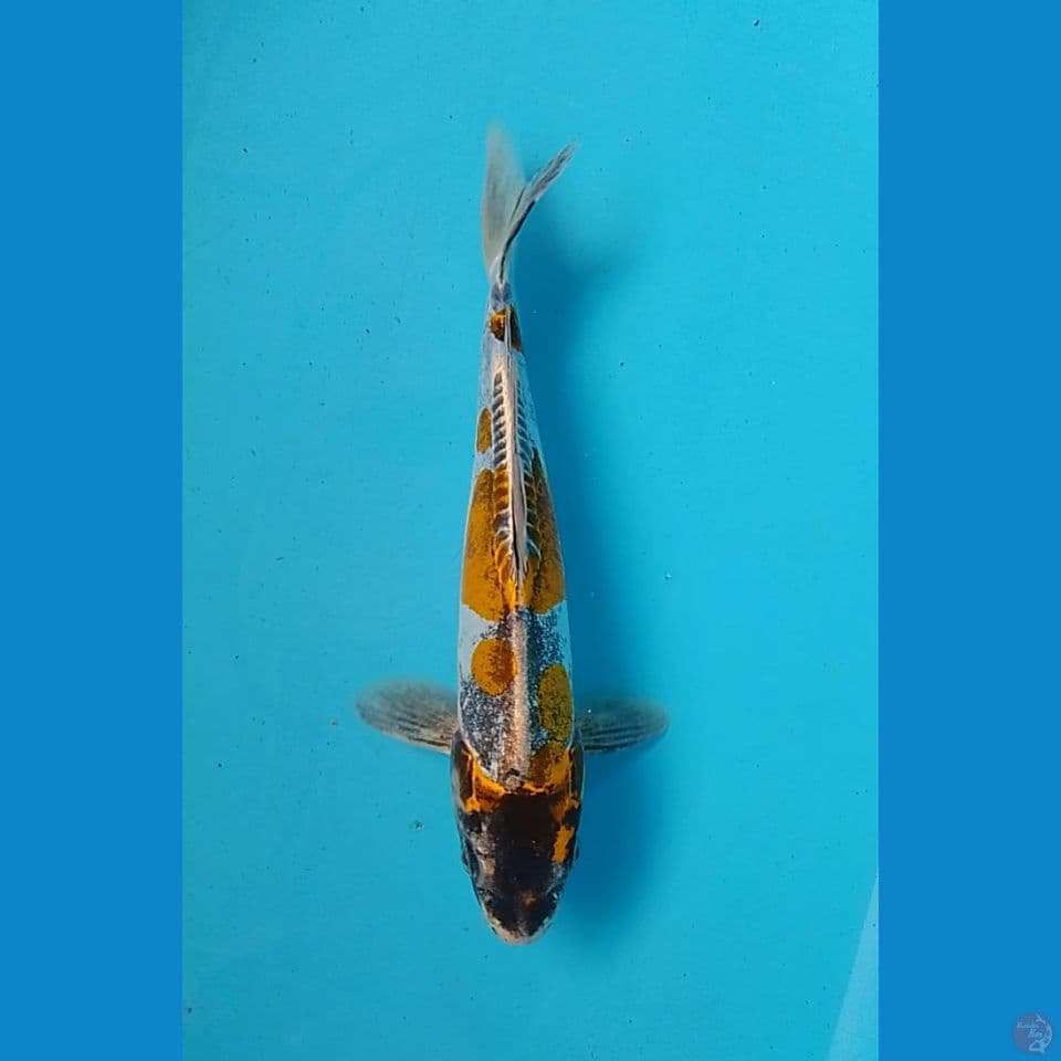 kiko size : 28 cm