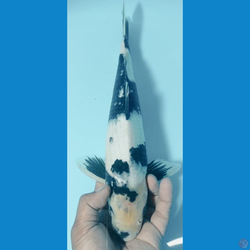 SIRO 39