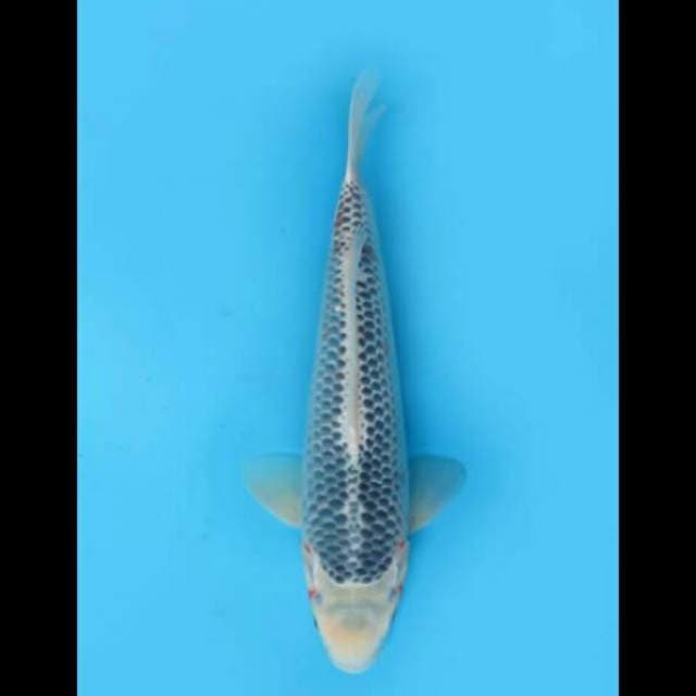 37cm Female - Asagi Calon Jumbo