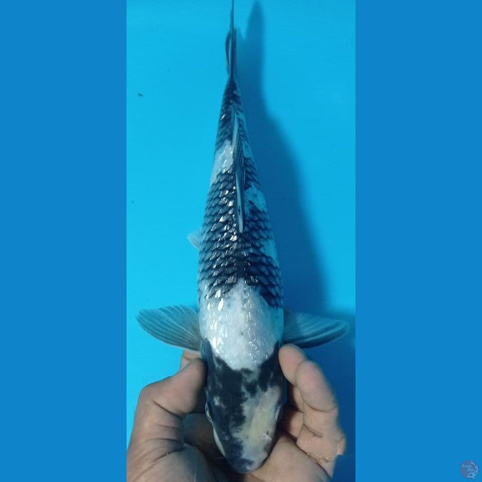 SIRO GINRIN 33