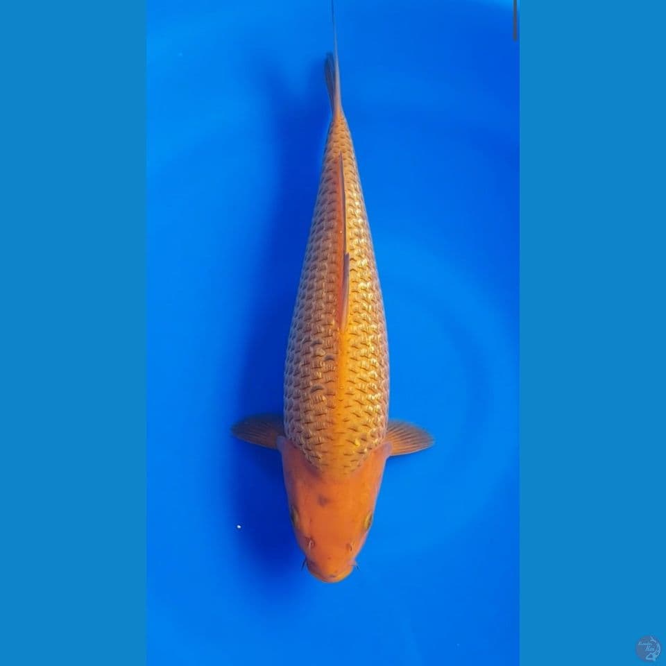 Caramel Ginrin Jantan