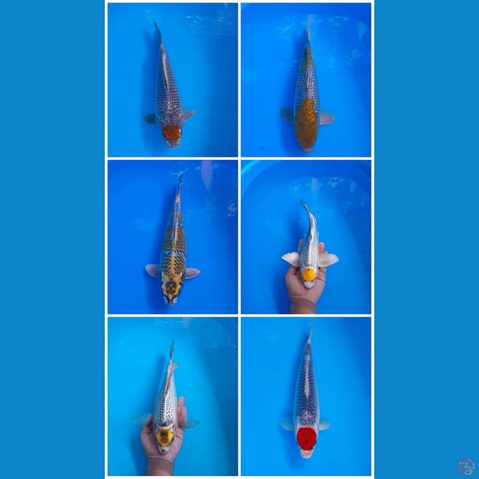 28 38Cm 6 ekor