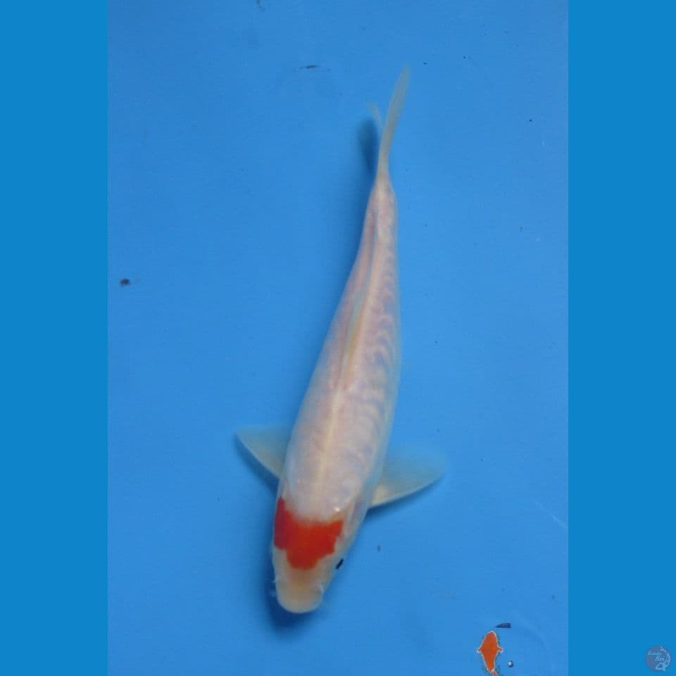 TANCHO 20 cm