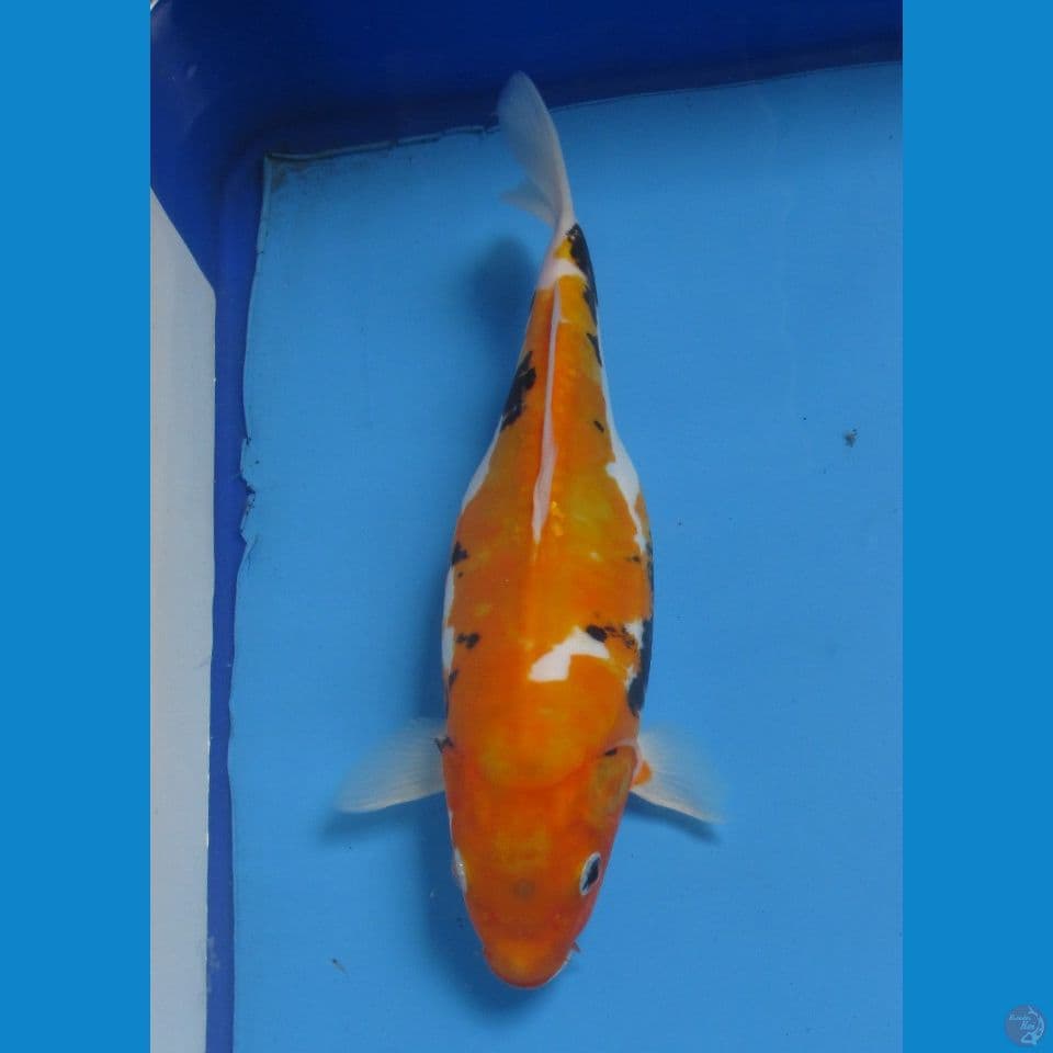 BENI KUMONRYU 25 cm