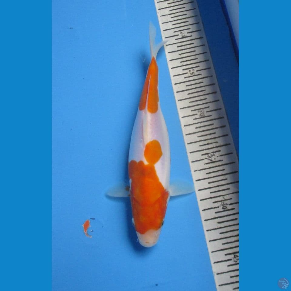 KOHAKU DOITSHU 24 cm