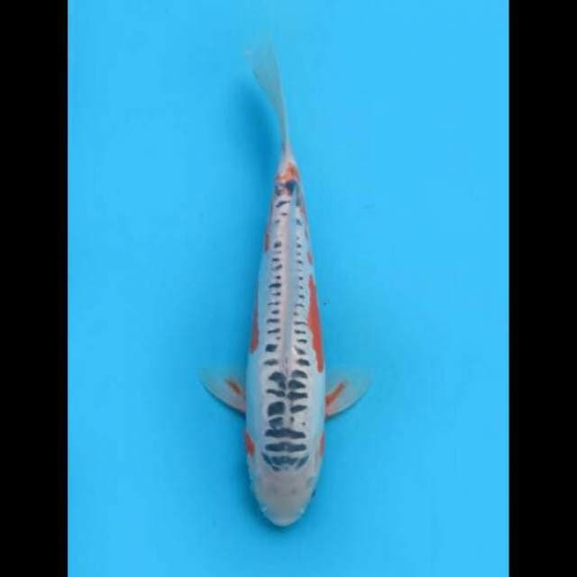 32cm Female - Shusui Tategoi