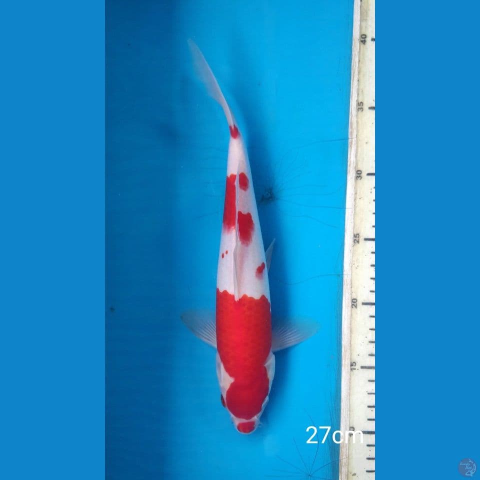 kohaku, 27cm