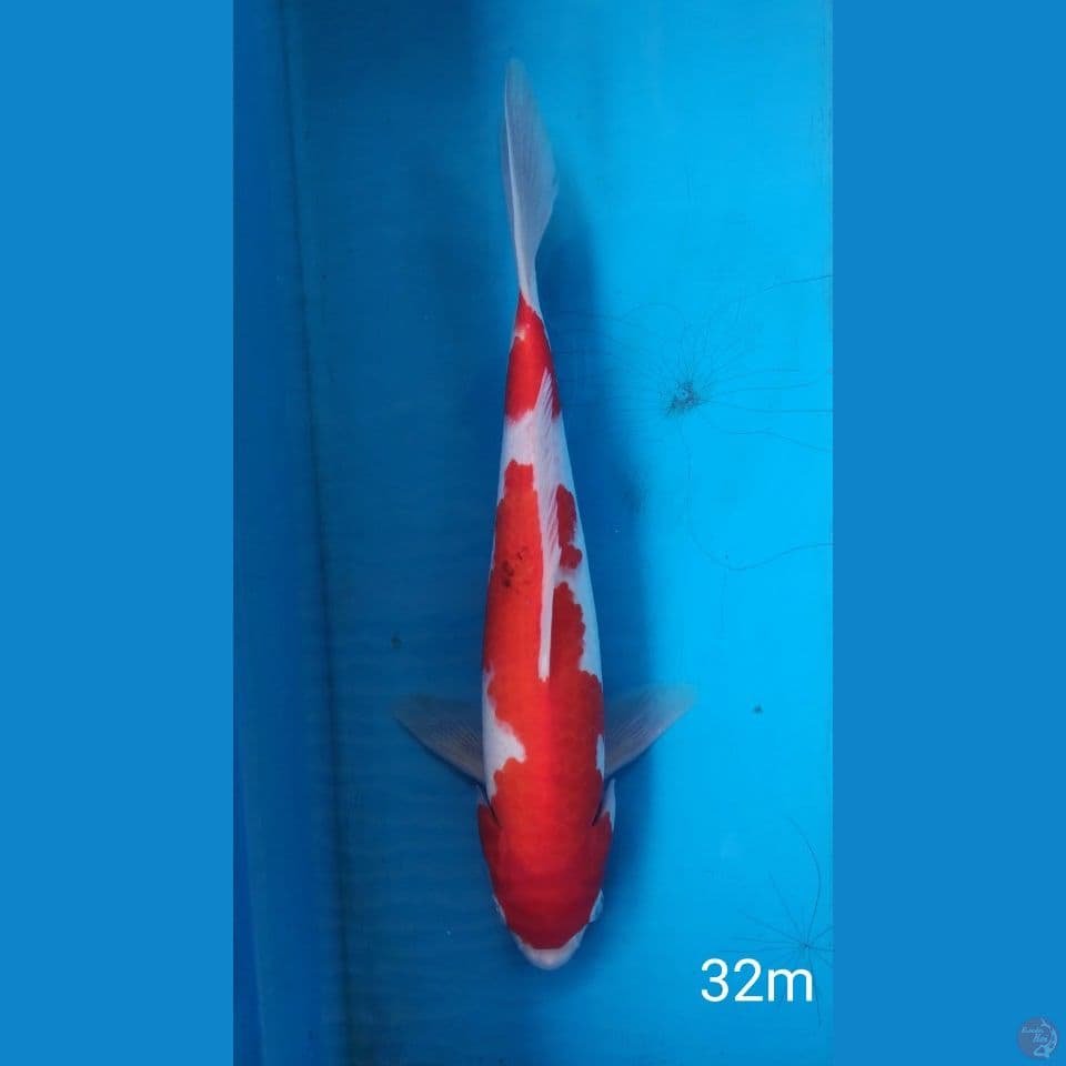 Kohaku, 32cm Male