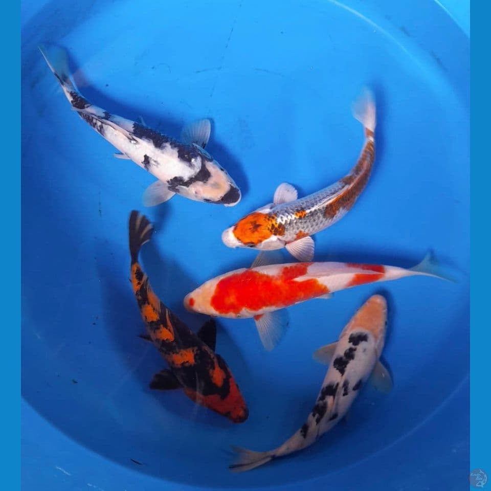 Mix 21-26 cm