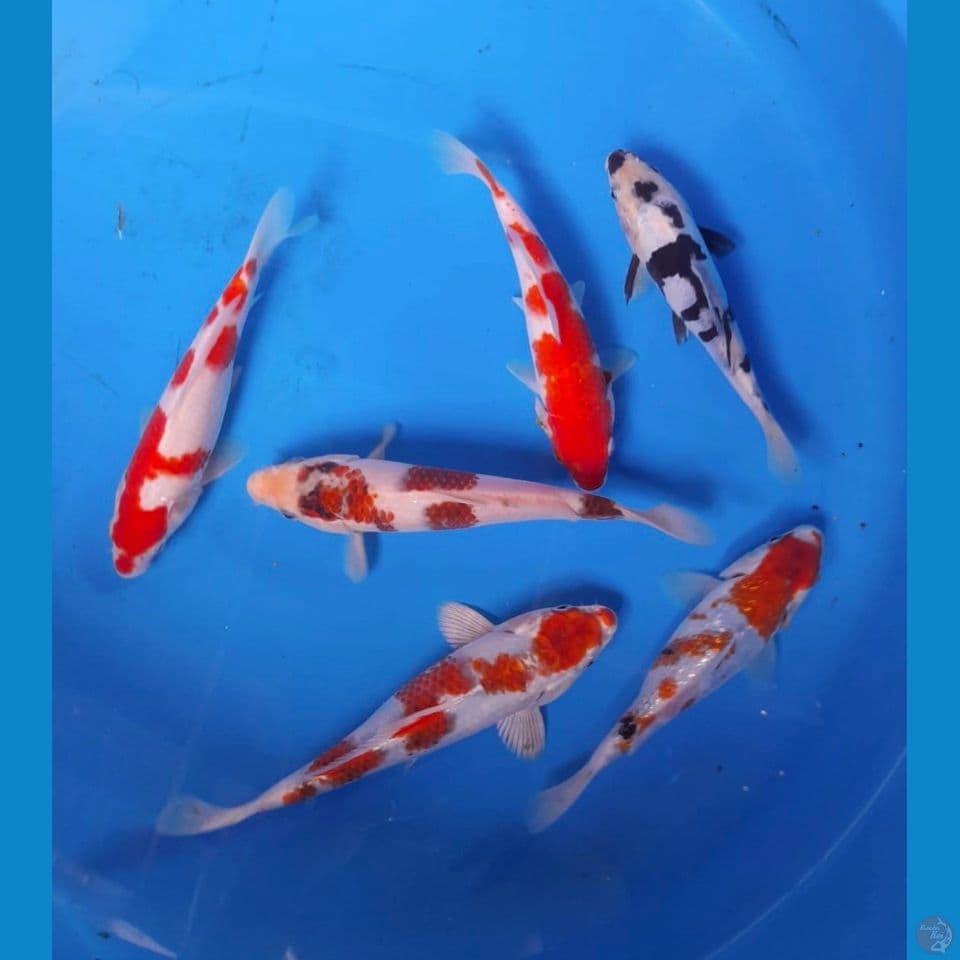 mix 15-20cm