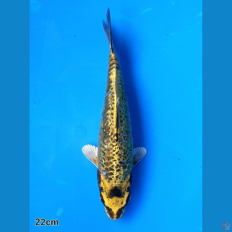 GOLD ARAGOKE GINRIN 22cm