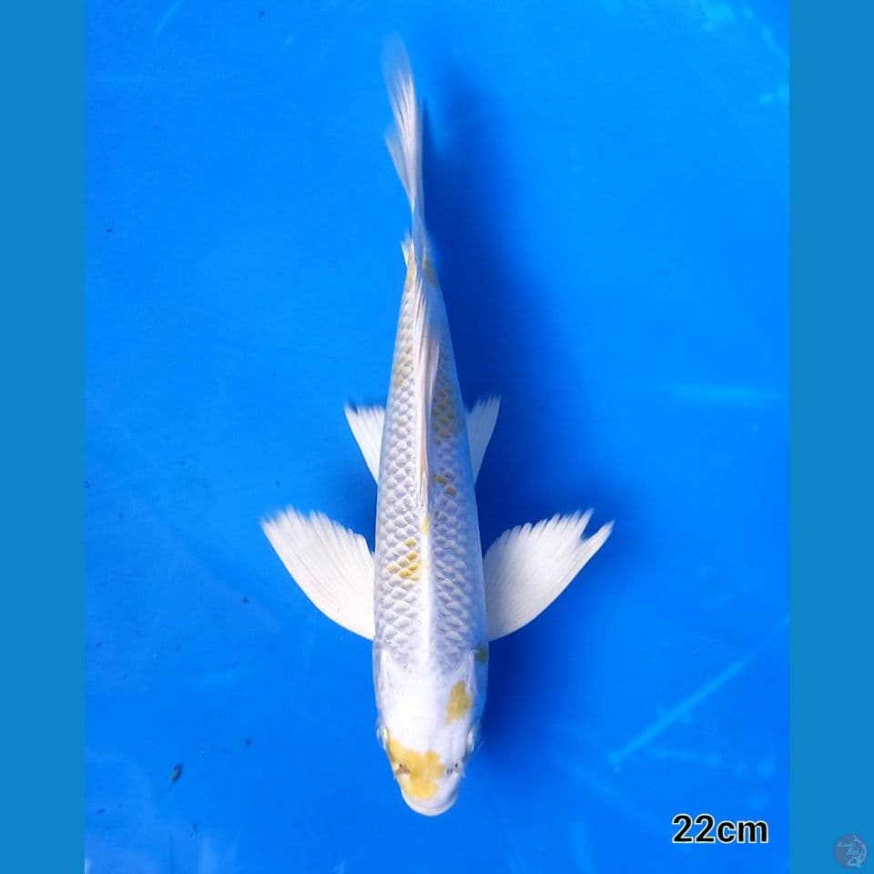 KUMPAI HARIWAKE 22CM