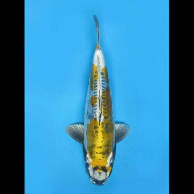 31cm Female - Beni Kinkikoryu