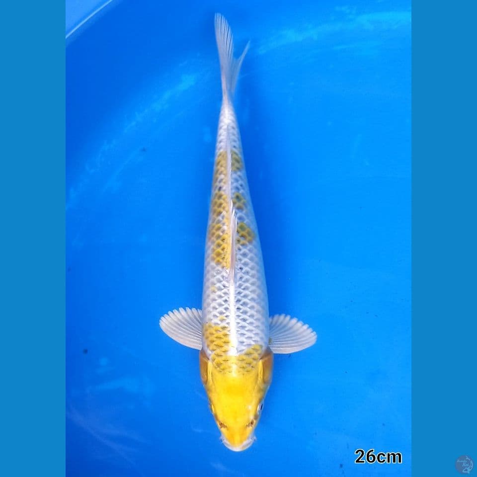 YELLOW KUJAKU 26CM MALE