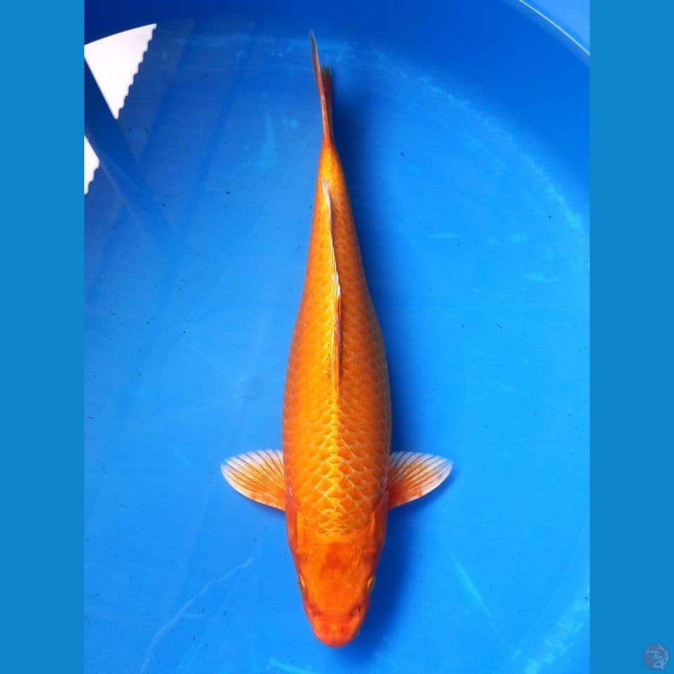 ORENJI 34CM
