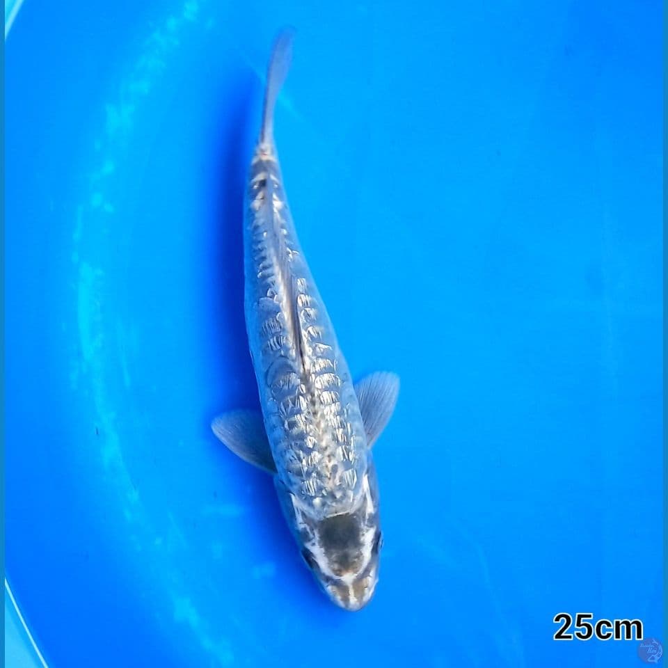 ARAGOKE GINRIN 25cm male