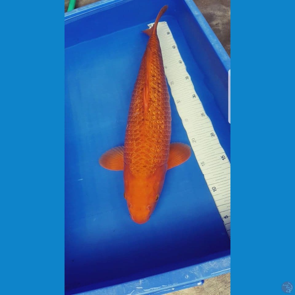 KARAMEL GINRIN JUMBO 50 CM