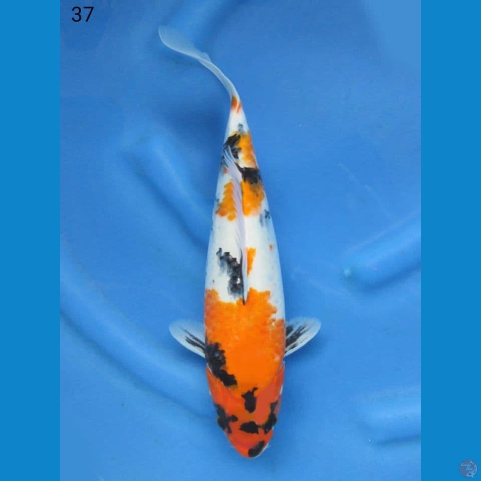 37cm - Ki showa jumbo